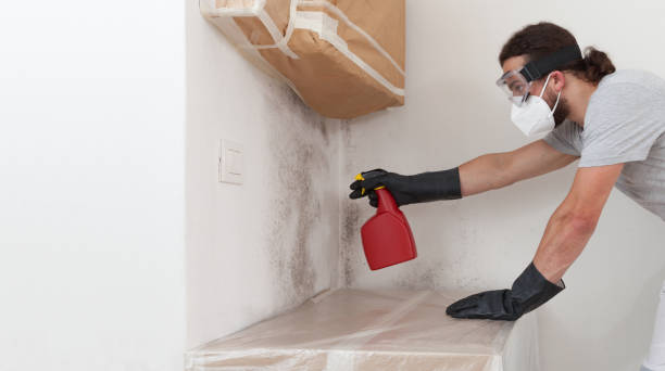 Professional Basement Mold Removal technician working in Kingston, NJ