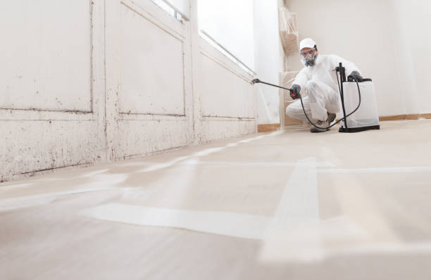 24/7 Emergency Basement Mold Removal experts in Kingston, NJ