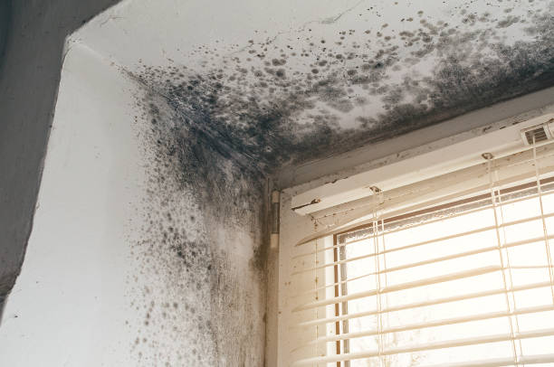 Affordable Basement Mold Removal solutions in Kingston, NJ