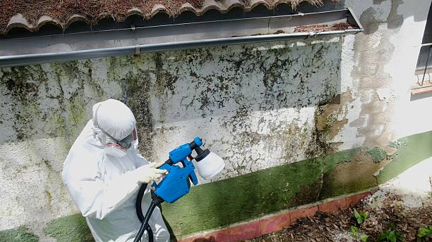 Top rated local Basement Mold Removal specialists in Kingston, NJ